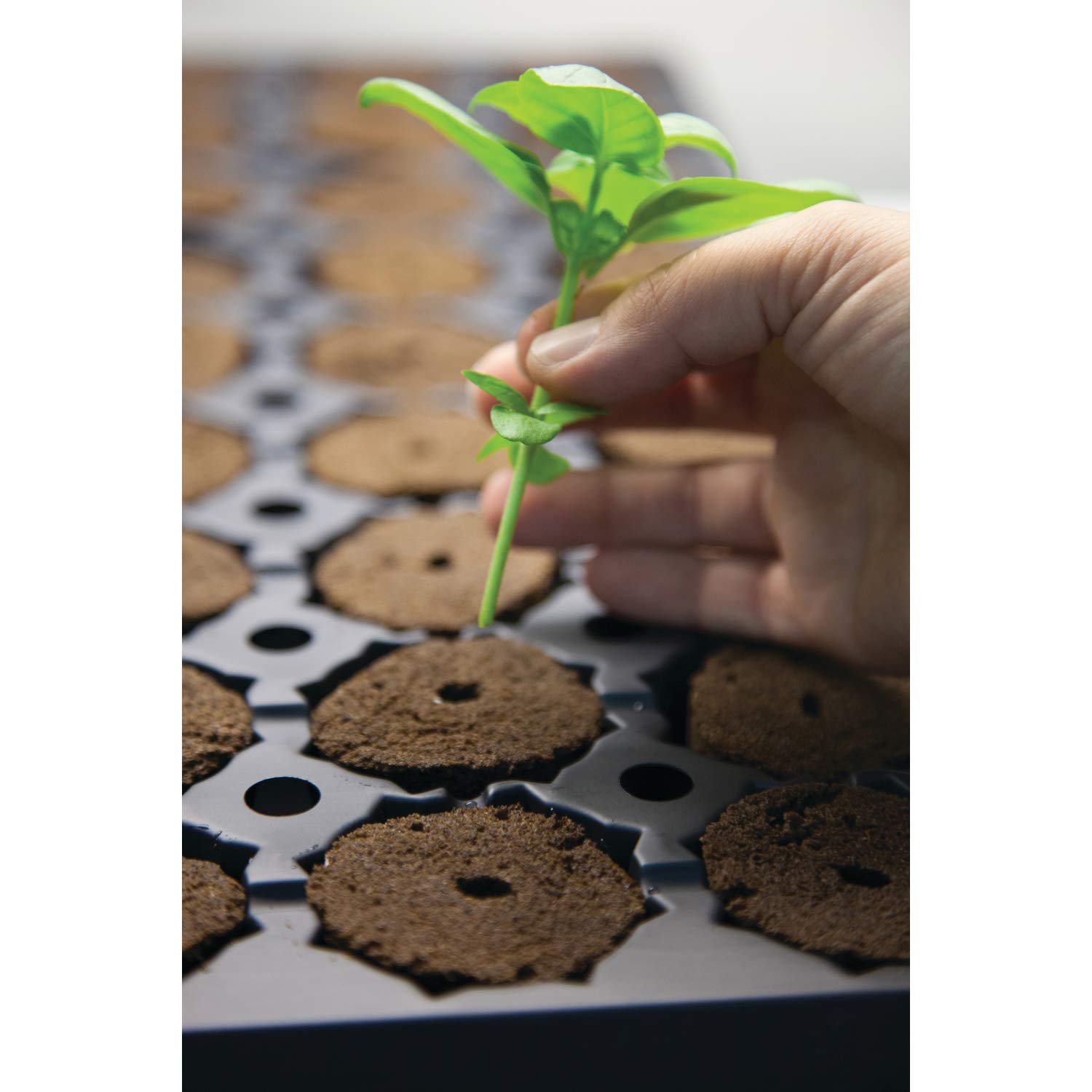General Hydroponics Rapid Rooter, Starter Plug for Seeds or Cuttings, Great for Soil or Hydroponics Growing System, 50 Plugs