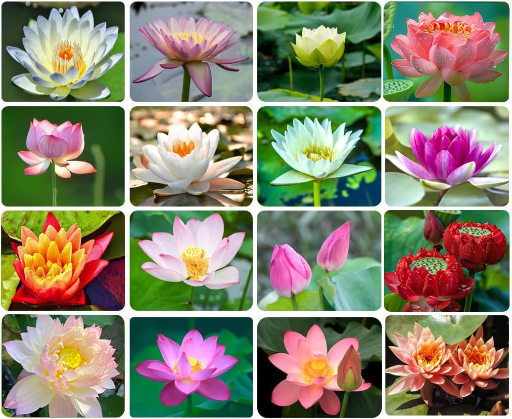 Ficoszo 30 Stücke Schüssel Lotussamen Bonsai Lotussamen zum Pflanzen Seerosenblume Wasserpflanzen Samen Teichpflanzen gentechnikfrei Hausgarten Pflanzensamen Blühende Wasser-Bonsai-Pflanze (Nelumbo)