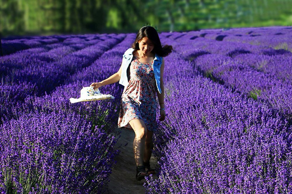 TooGet Fragrant Lavender Buds Natural Dried Flowers Wholesale, Ultra Blue Grade - 1/2 Pound