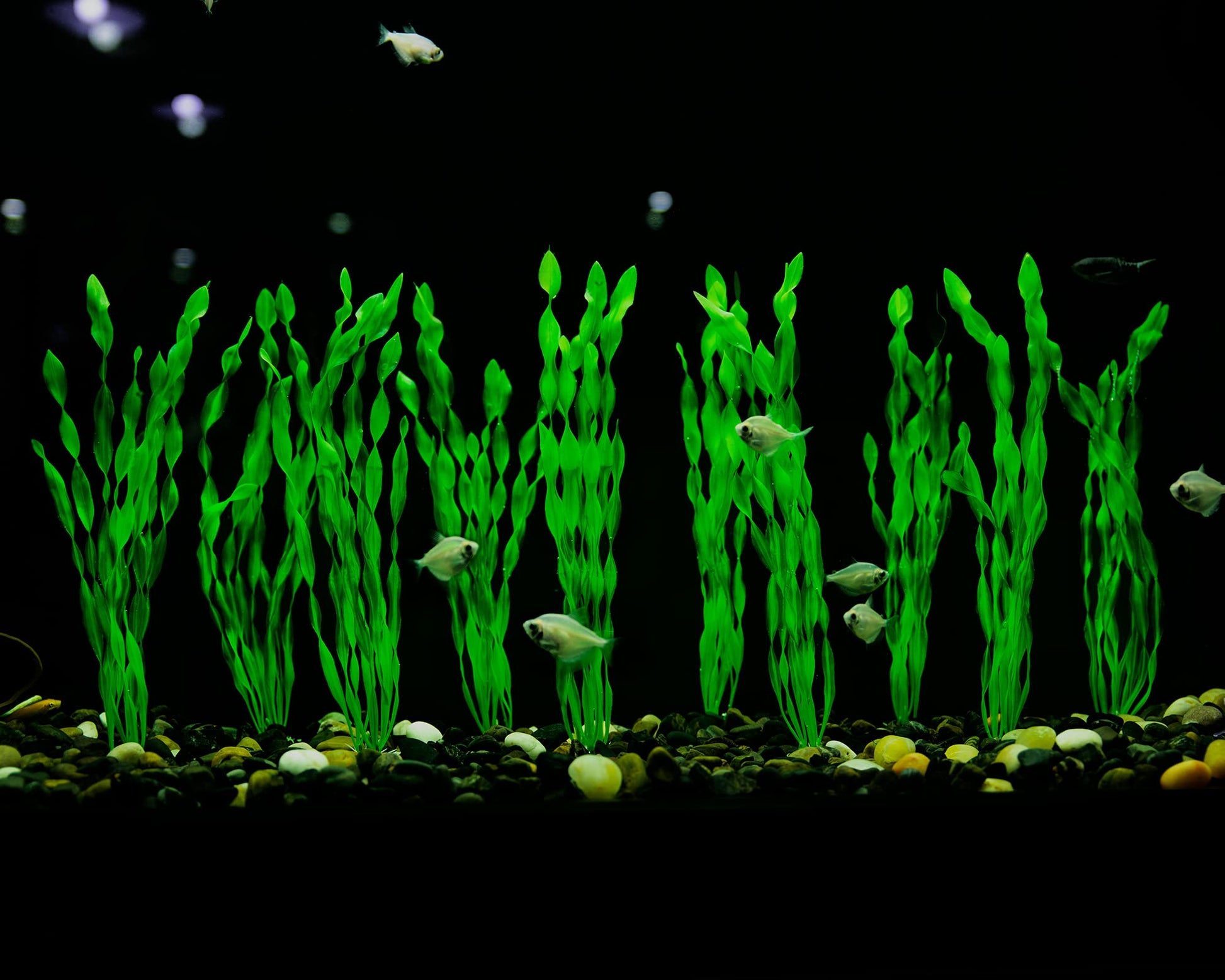 MyLifeUNIT Artificial Seaweed Water Plants for Aquarium, Plastic Fish Tank Plant Decorations 10 PCS (12 Inches Tall, Green)