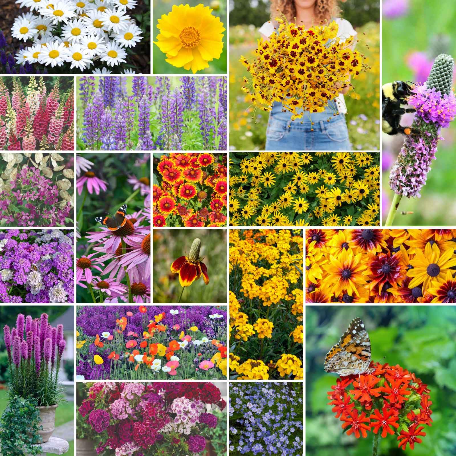 Eden Brothers Samenmischung aus mehrjährigen Wildblumen zum Pflanzen, 113 g, über 120.000 Samen mit Lupinen, Shasta-Margeriten | Zieht Bestäuber an, im Frühling oder Herbst pflanzen, Zonen 3, 4, 5, 6, 7, 8, 9, 10