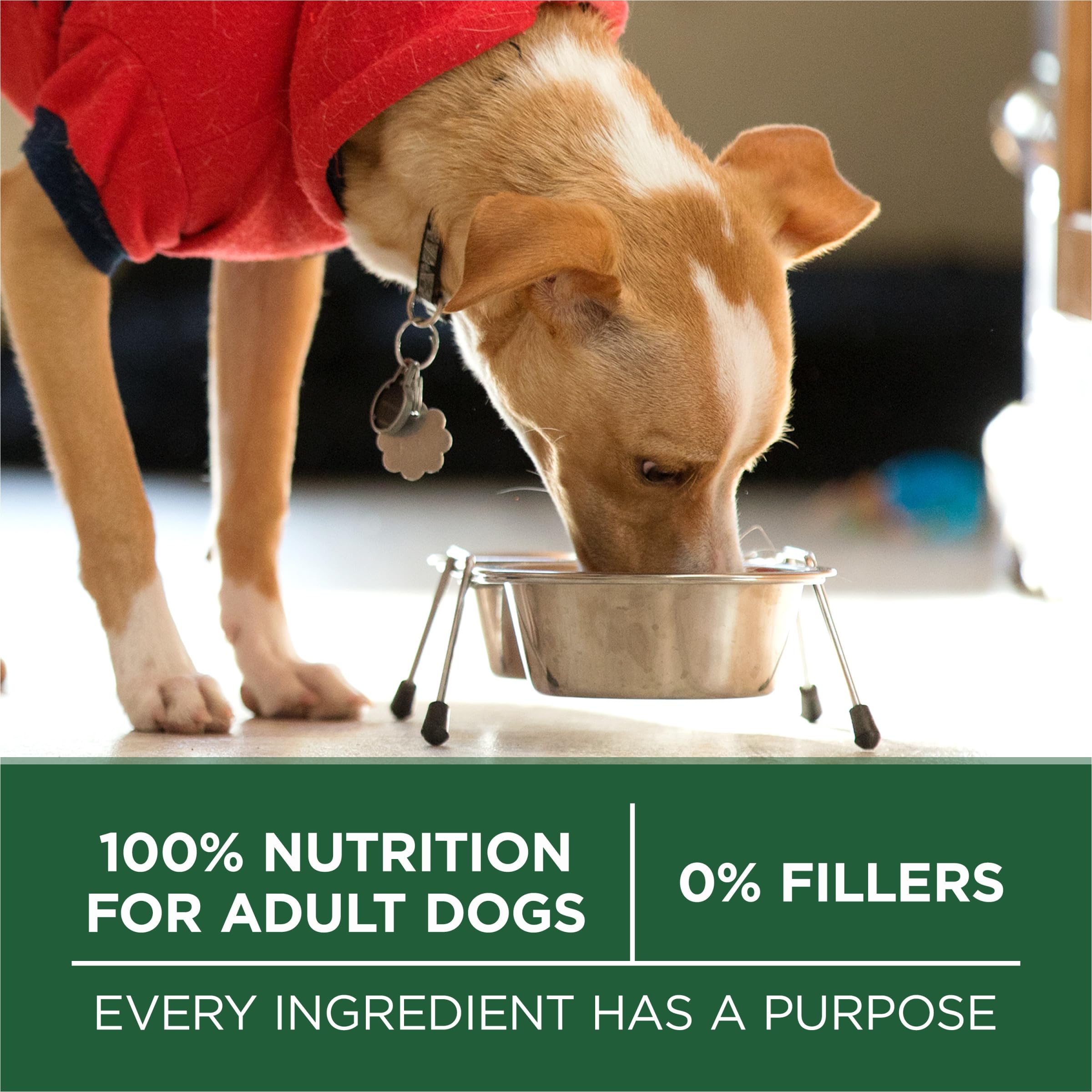 Purina ONE Plus Small Breed Lamb and Rice Formula Dry Dog Food - 7.4 lb. Bag